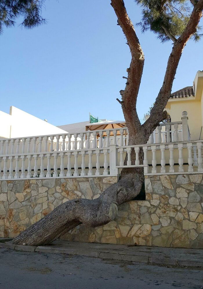 This Wall Built Around A Tree In Spain