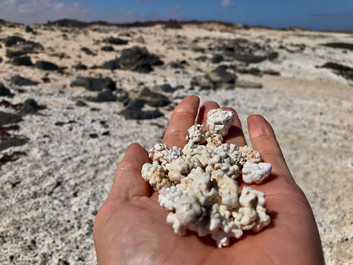 We’re At Popcorn Beach In Fuerteventura. Real Name Rhodoliths