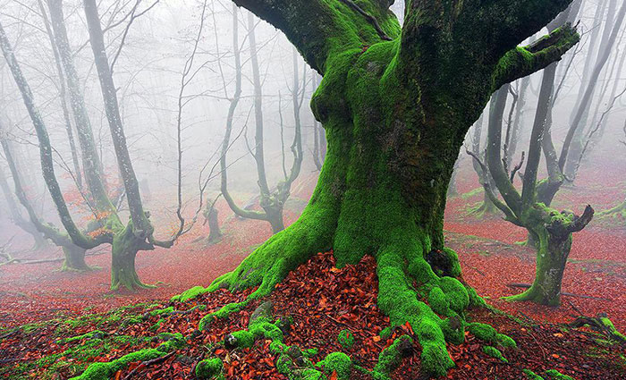 This Forest With Trees Covered In Green Moss Right After All Of The Colorful Leaves Fell To The Ground In Basque Country (An Autonomous Region In Northeastern Spain)