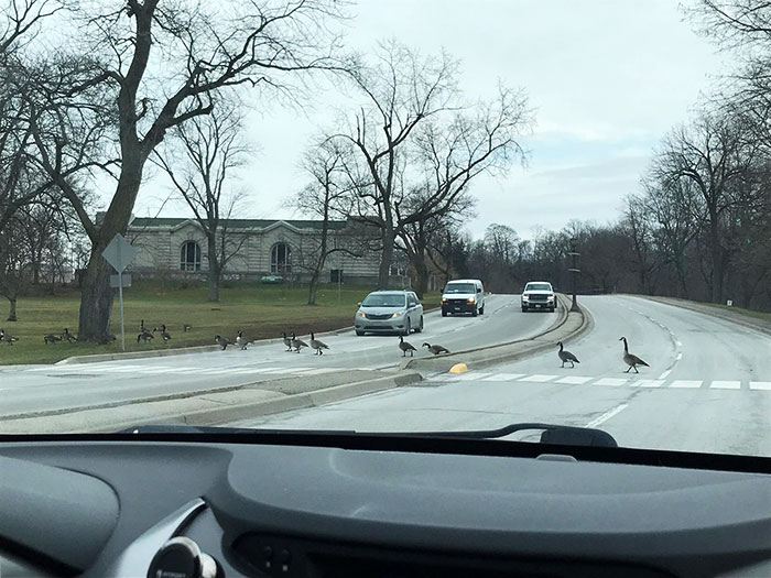I Had A Super Canadian Moment Yesterday. Geese Using The Crosswalk. We All Stopped To Let Them Cross