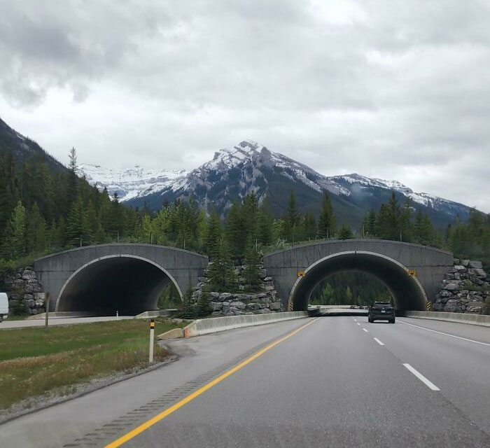 There Are Places In Canada That Have Bridges For Animals To Cross Over Busy Roads