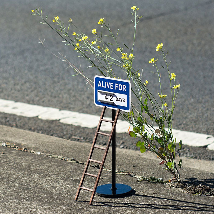 Michael Pederson Installs Miniature Signs In Unassuming Locations, The Recent One Tracks The Lifespan Of A Solitary Weed Poking Through A Sidewalk Crack