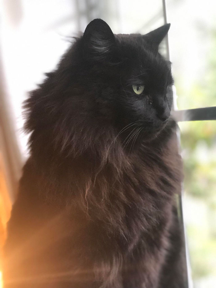 When We Rescued Him From The Humane Society. Little Did We Know That Bagheera Was Actually A Majestic Norwegian Forest Cat