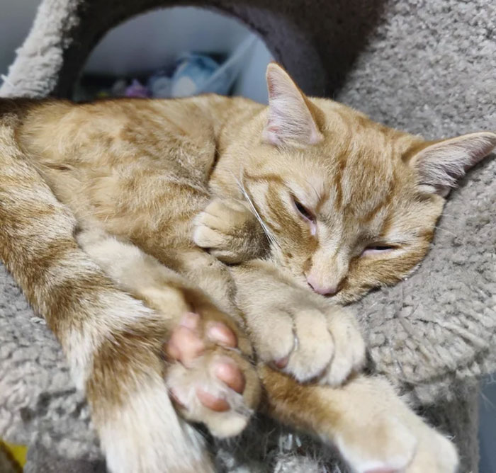 Marvin The Martian! Rescued From Kentucky Through One Tail At A Time