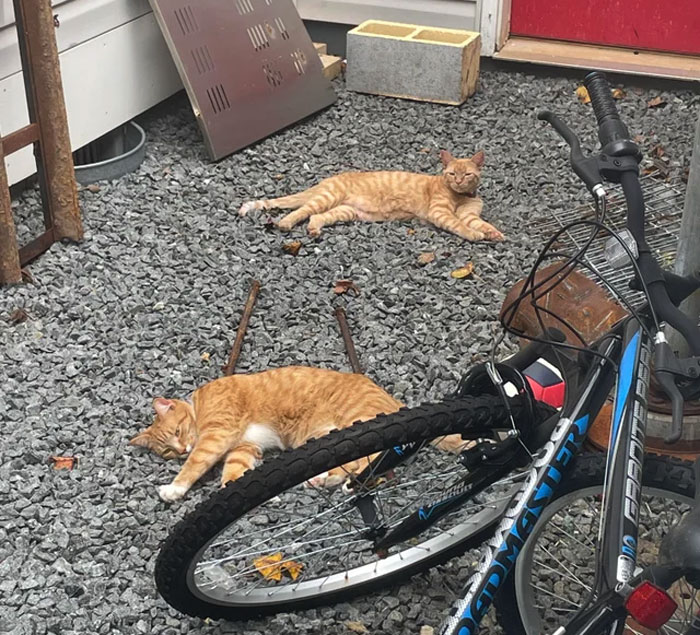 Lazy Orange Sunday Afternoon