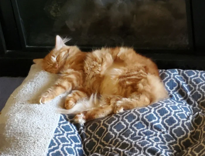 She Kicked The Dog Off Of The Bed So She Could Have It All To Her Self
