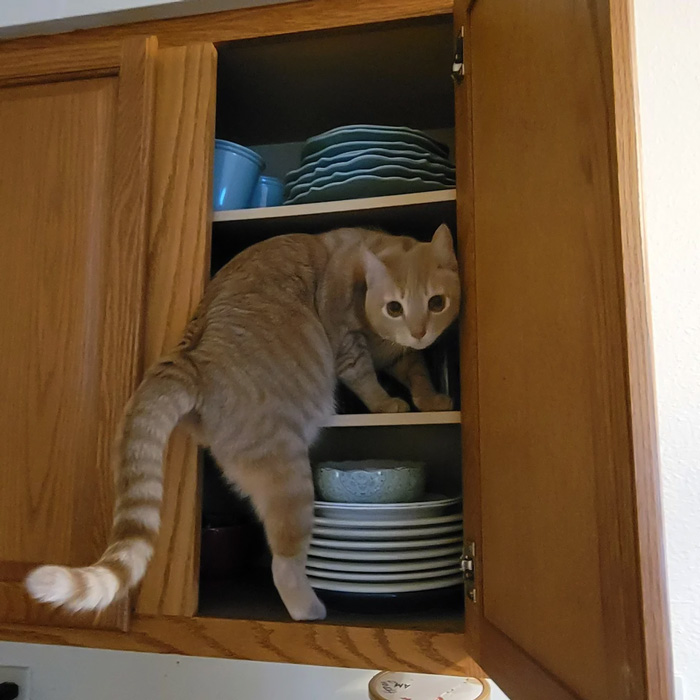 This Is My Very Bad Cat, Star, Who I Adore And Would Die For