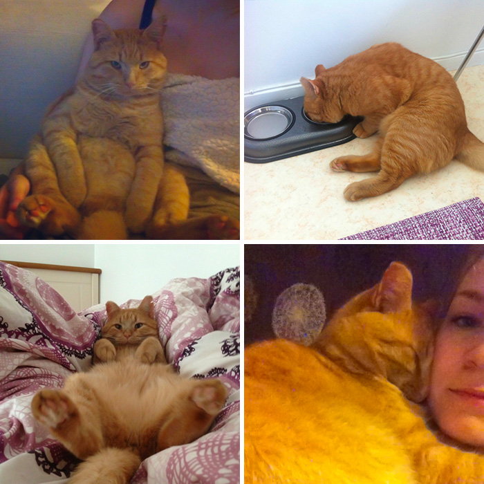 95 Photos Of Ginger Cats To Leave You Feline Good