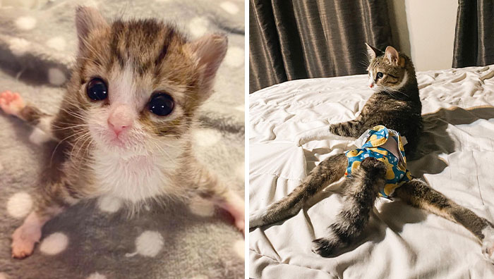 Couple Adopted Paralyzed Cat And Their Story Went Viral