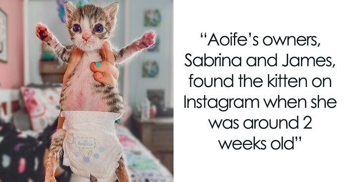 Couple Adopted Paralyzed Cat And Their Story Went Viral