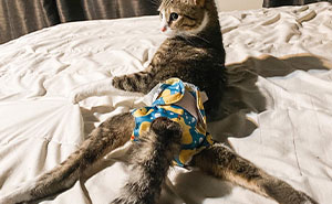 Couple Adopted Paralyzed Cat And Their Story Went Viral