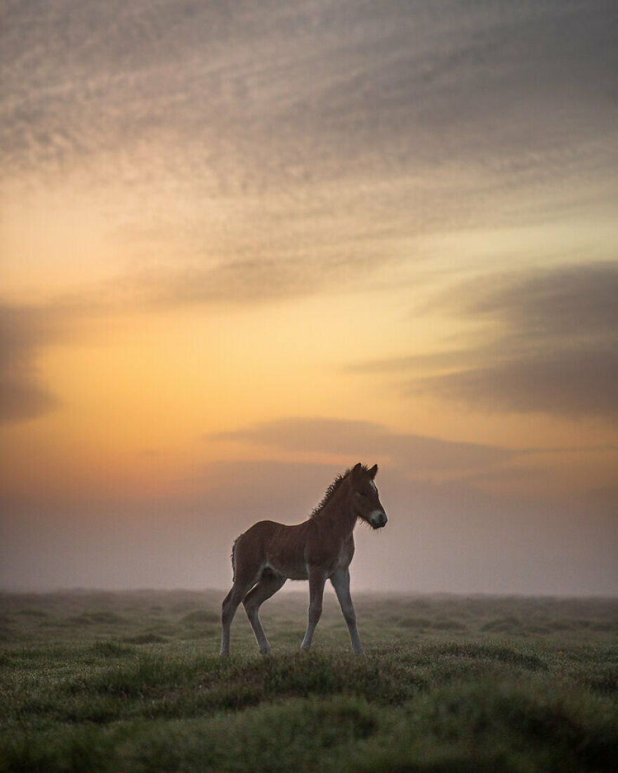One Week Old Foal On A Summer Night, The Sun Doesn't Set
