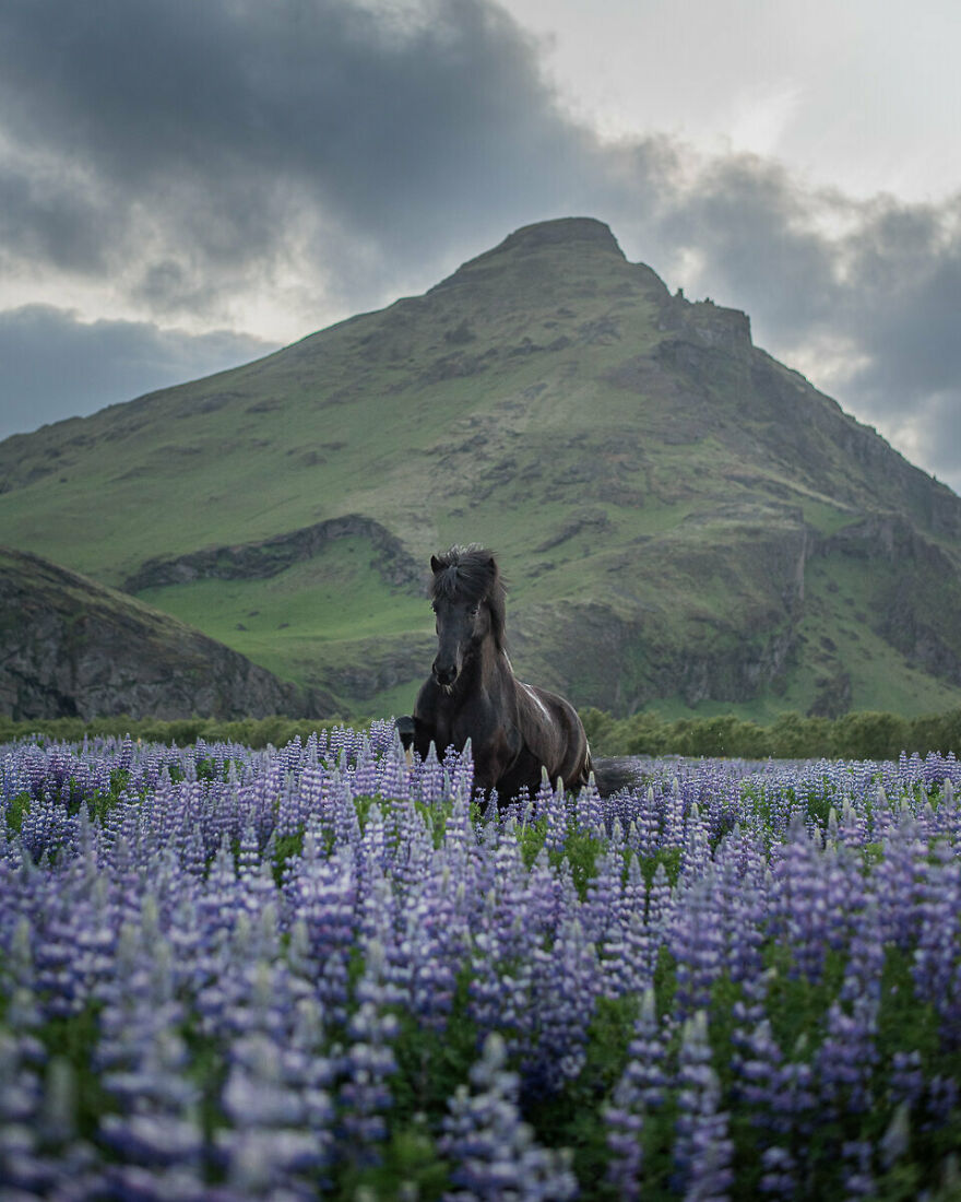 In A Field Of Lupins