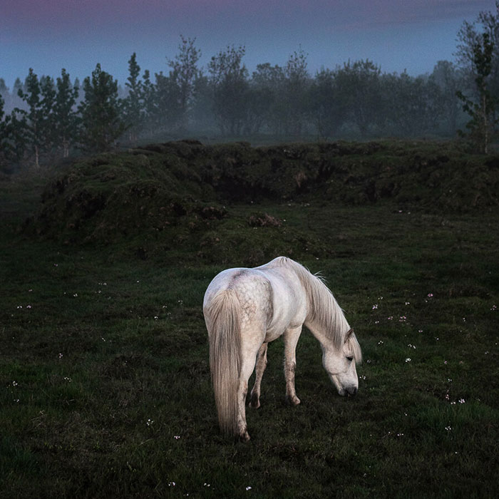 I Took Pictures Of Beautiful Horses In Breathtaking Icelandic Landscapes, And Here Are 50 Of Them