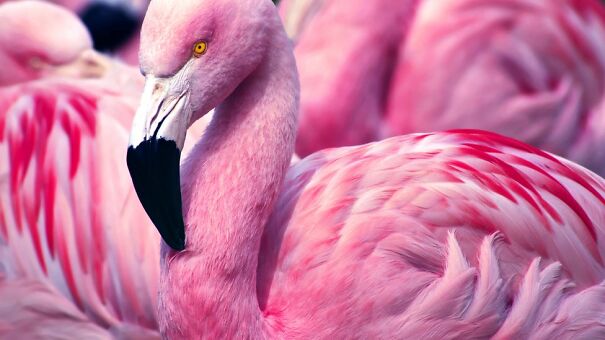 pink-flamingo-6319d5cb0c4f9.jpg
