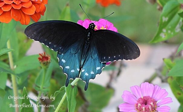 pipevine-swallowtail-butterfly-10172016-01-631d0c8824a26.jpg