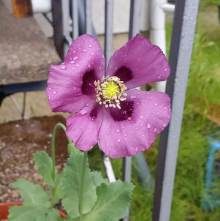 Purple Poppy In The Rain