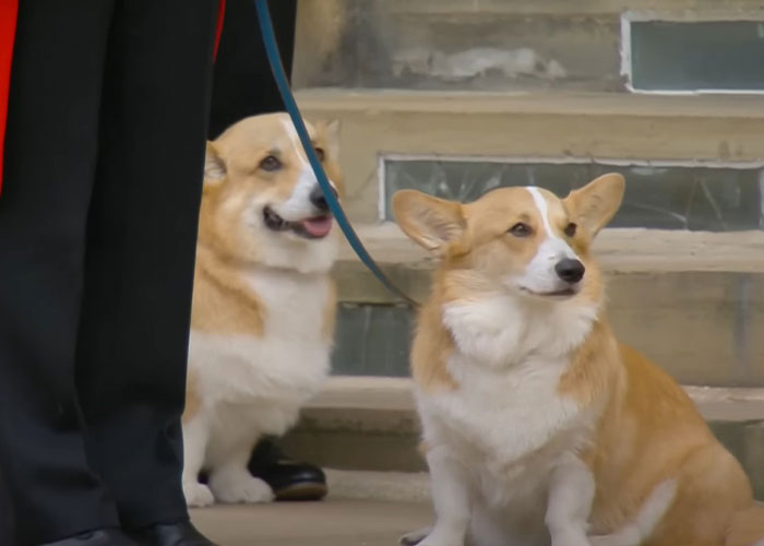 Royal Corgis and Queen Elizabeth II's favorite ponies attend her funeral procession