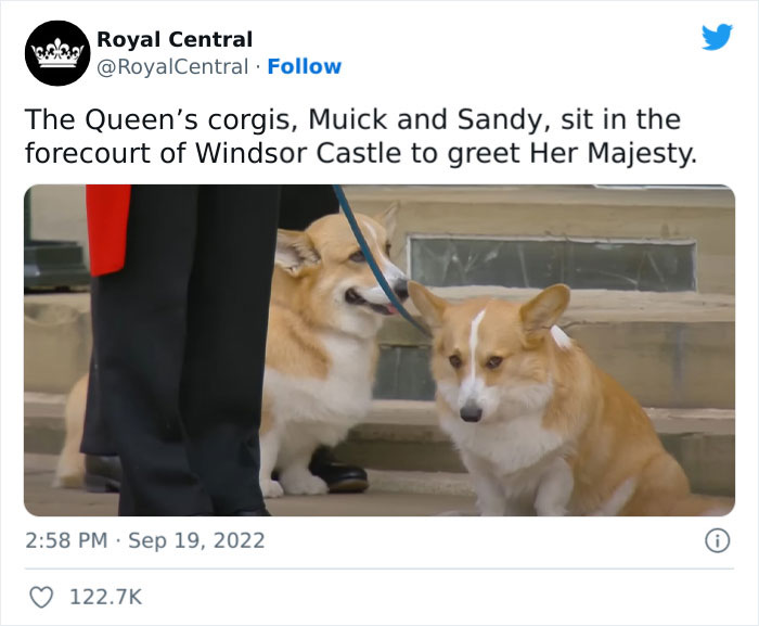 Heartbreaking Moment Of Queen Elizabeth II’s Corgis And Her Favorite Pony Awaiting The Arrival Of Her Coffin At Windsor Castle