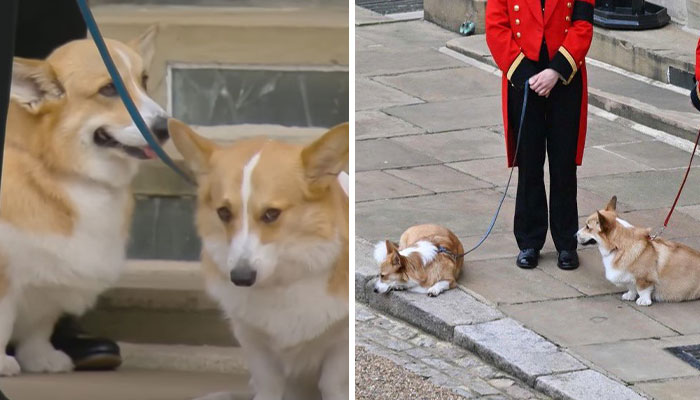 Heartbreaking Moment Of Queen Elizabeth II’s Corgis And Her Favorite Pony Awaiting The Arrival Of Her Coffin At Windsor Castle