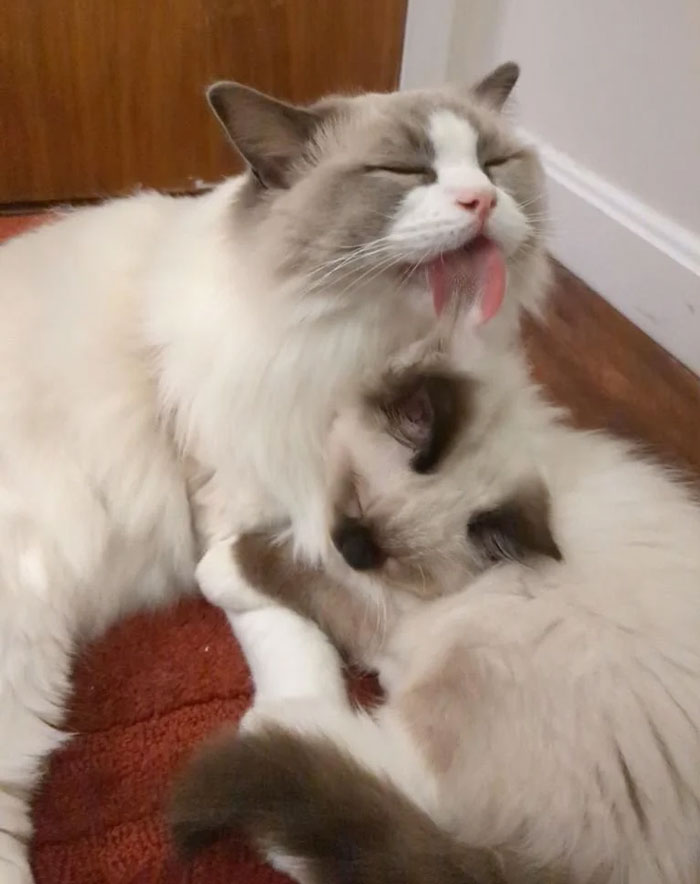 Our Cat Is So Pleased With The New Kitten We Got Him