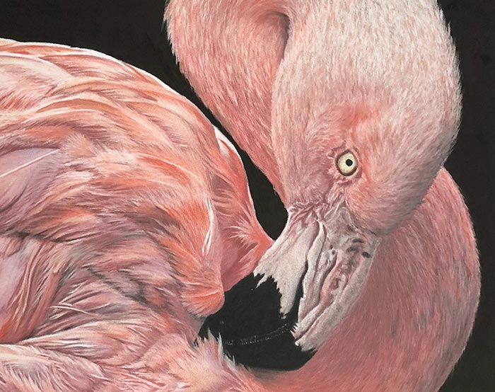 I Create Hyperrealistic Pencil Drawings Of Animals, Here Are 19 Of Them