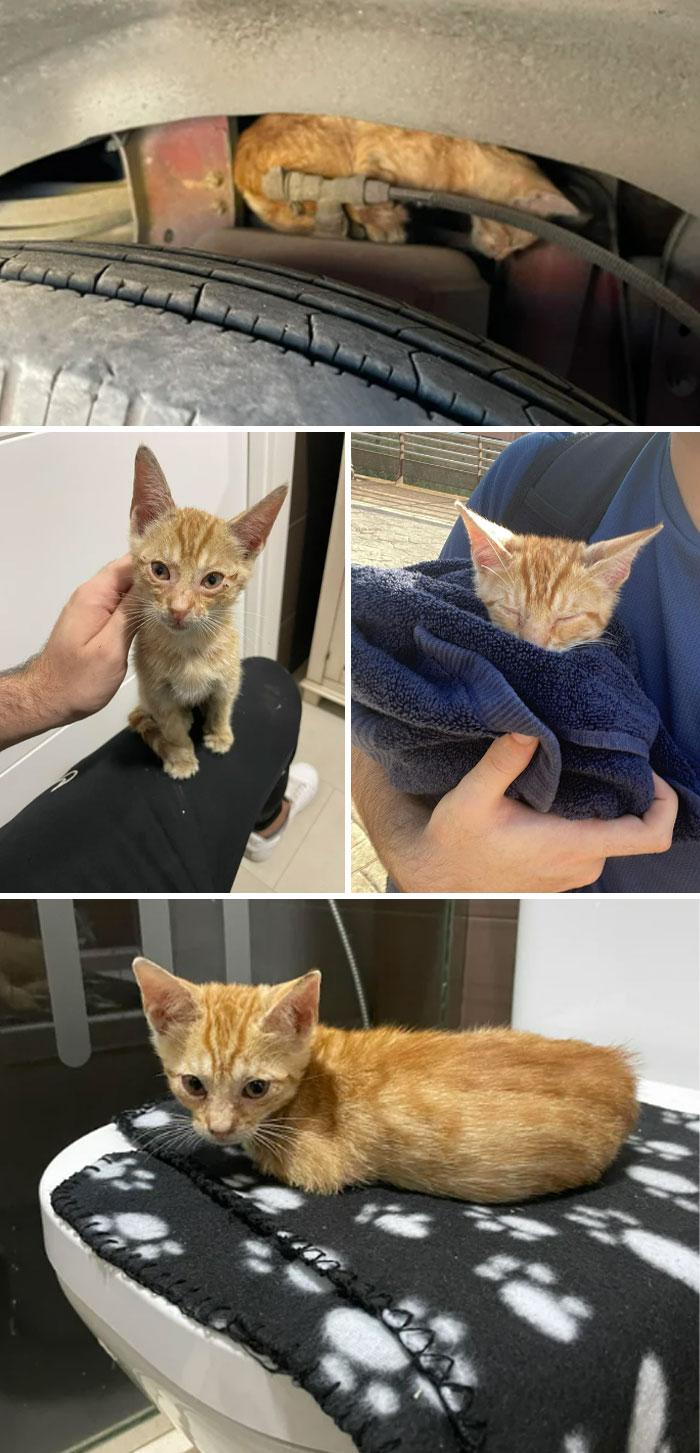 I Rescued A Kitten From A Bus Engine A Week Ago, And Here’s His Update!