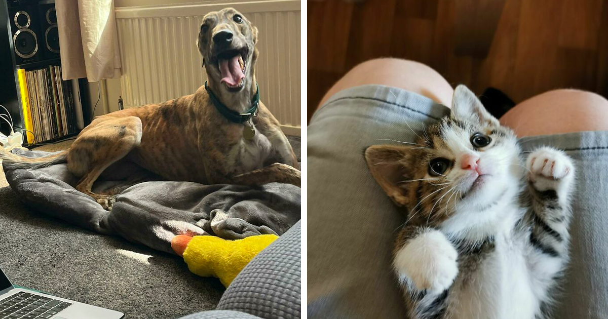 50 Reconfortantes fotos de mascotas adoptadas este mes de septiembre que sanarán tu alma