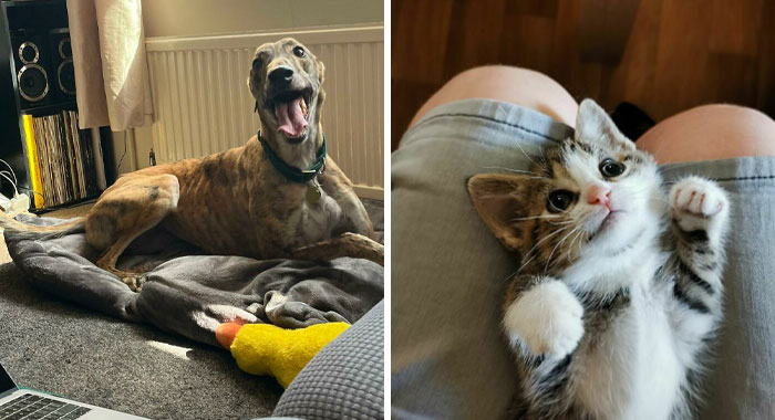 50 Wholesome Rescue Pet Pics To Heal Your Soul (September Edition)