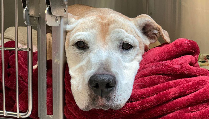 Senior Dog Returned To Shelter After 12 Years To Be Put Down Is Now Living Her Best Life After Vet Adopts Her