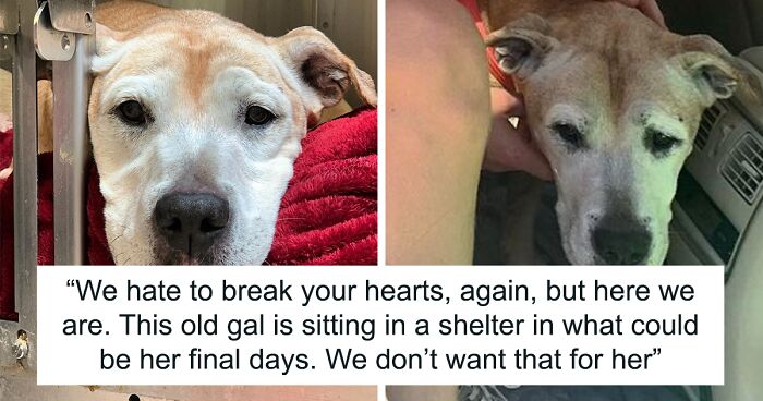 Senior Dog Returned To Shelter After 12 Years To Be Put Down Is Now Living Her Best Life After Vet Adopts Her
