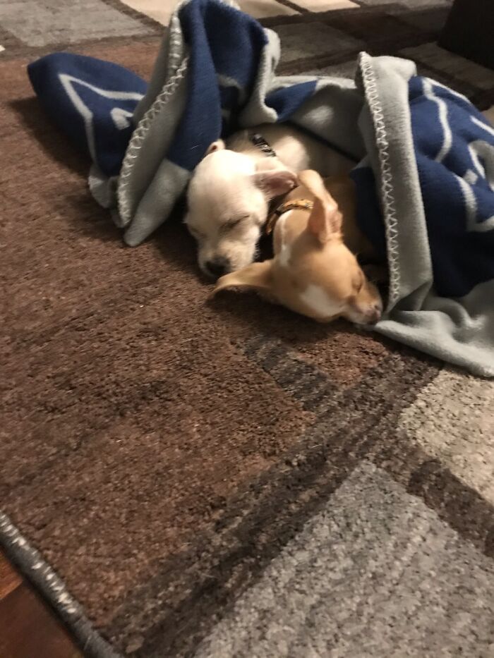 My Two Chiweenies (Chihuahua-Dachshund Mixes) Sleeping Together