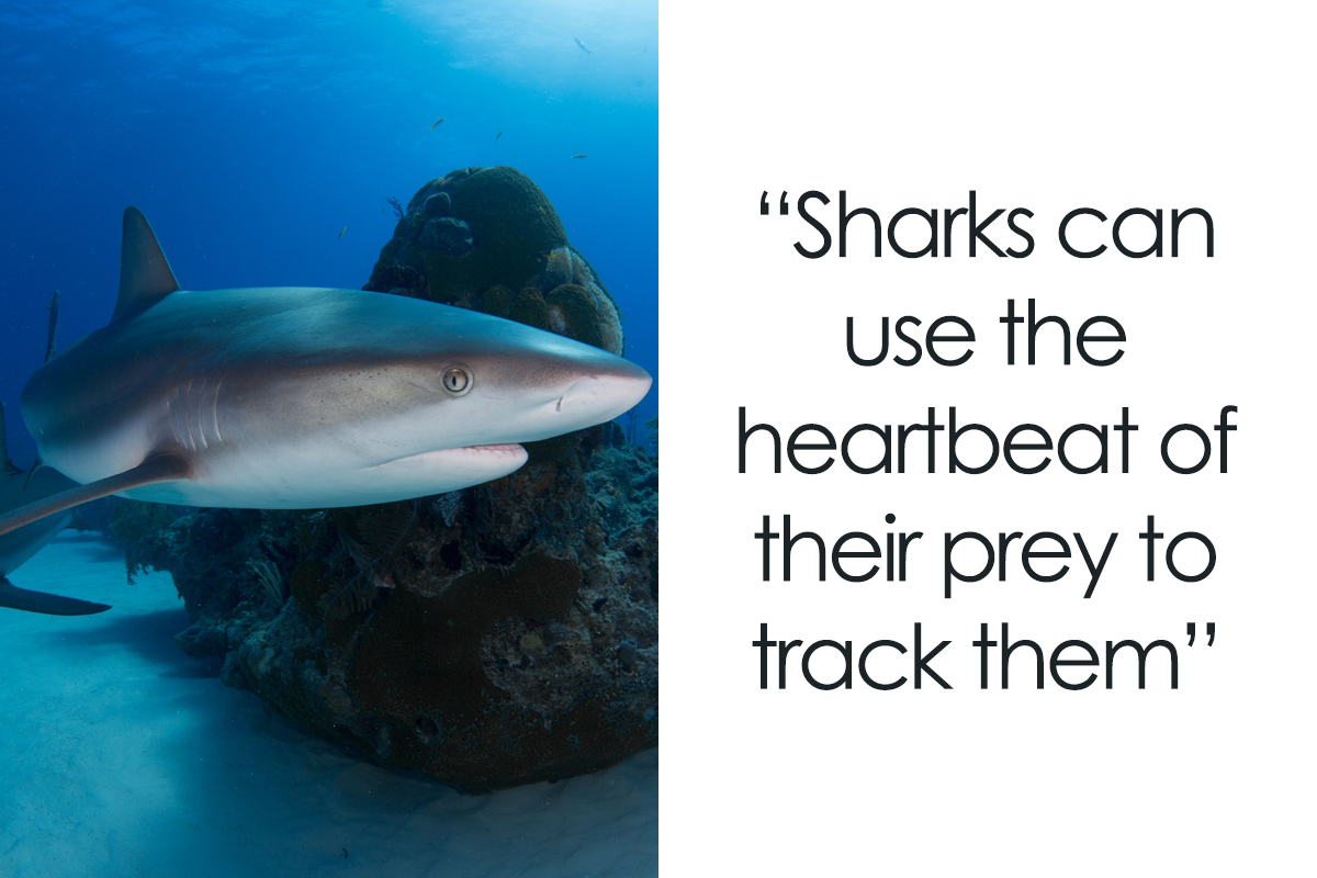 151 Crazy Facts About Sharks You Probably Didn't Know | Bored Panda