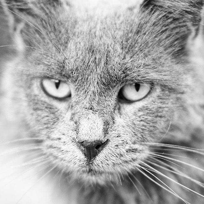 I Take Photos Of Stray Cats And This Time They Are In Black And White (14 New Pics)