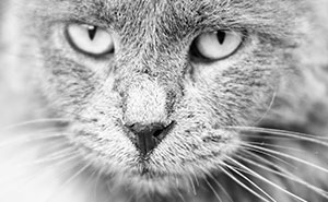 I Took Photos Of Stray Cats In Black And White, And Here Are 14 Photos Of Them