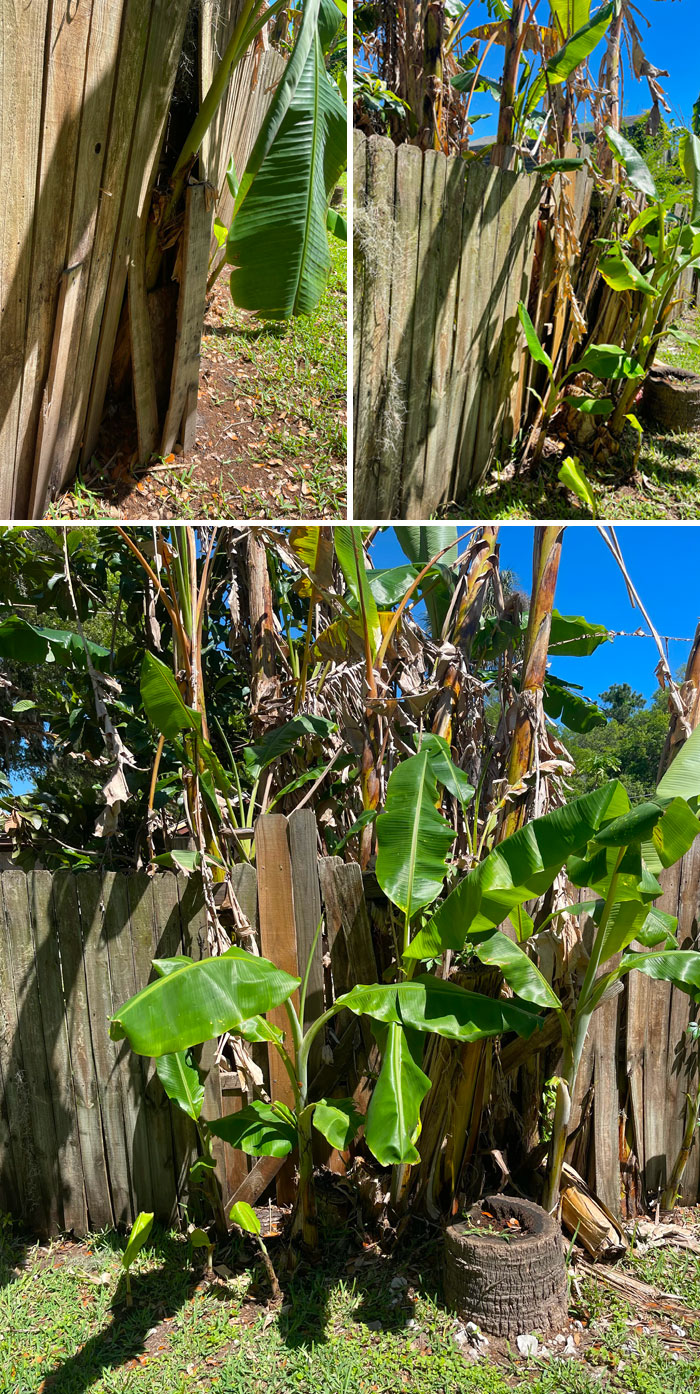 The Way My Neighbor Won’t Take Care Of His Banana Trees