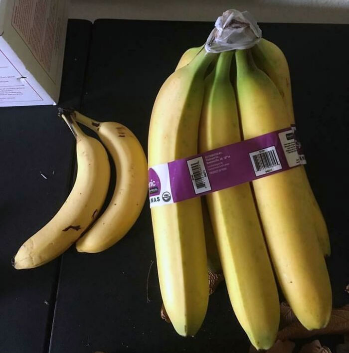 Mira el tamaño de estos plátanos (plátanos para la escala)