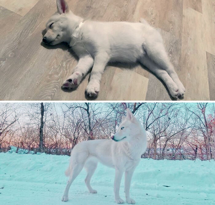 From A Little Bean To A Majestic Queen
