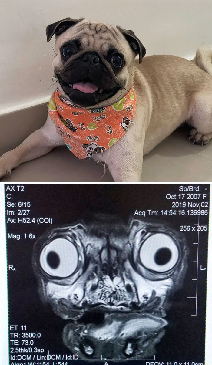 This Is What Pug's MRI Scan Looks Like
