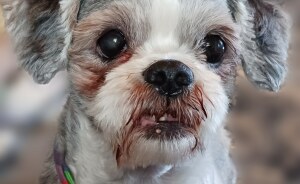 Hey Pandas, Post A Picture Of Your Special Needs Or Senior Pet