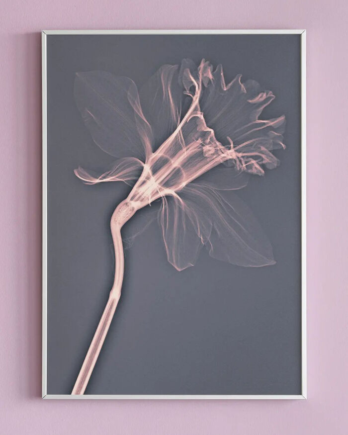 17 Pictures Of Plants That I Took Using X-Ray