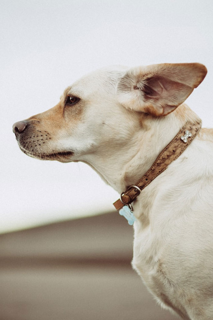 30 Vets Share The Best Pieces Of Advice They Wish All Pet Owners Knew