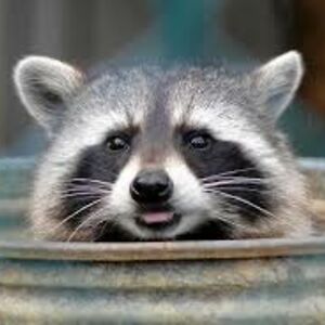 DumbassRaccoon