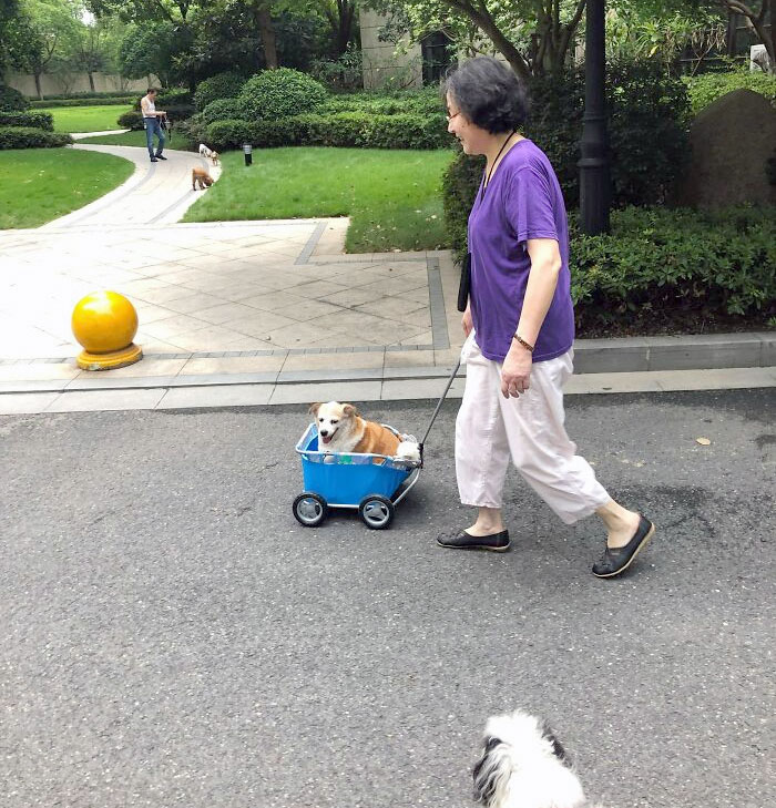 My Chinese Grandma And Her 18-Year-Old Pup In A Cart