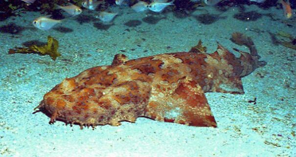 wobbegong-63207b4f091cb.jpg