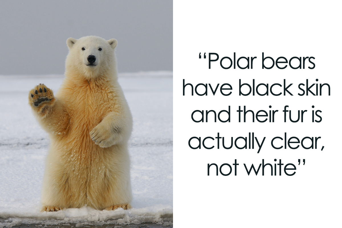 Now That's Gonna Be Stuck In My Head": 45 Worthless Bits Of Trivia Or  Knowledge Shared By Our Community | Bored Panda