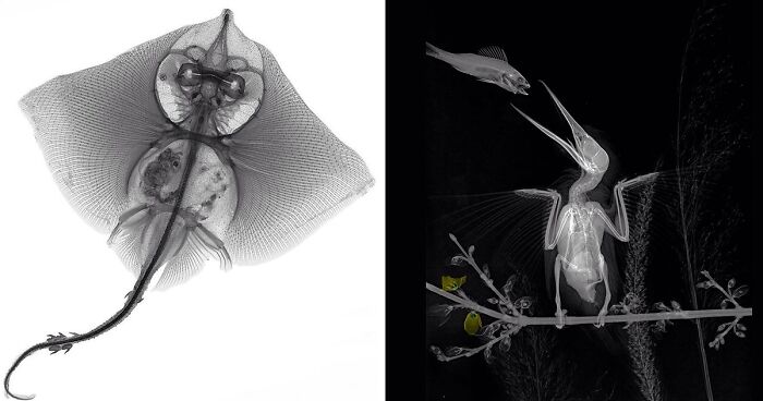 75 X-Ray Images Of Nature Taken By Former Medical Physicist Arie Van ‘T Riet