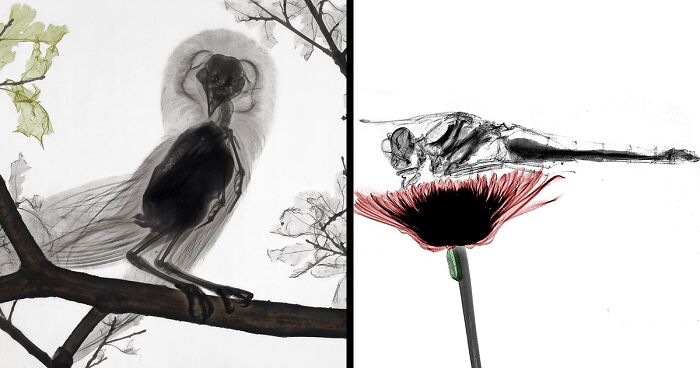 30 X-Ray Images Of Nature Taken By Former Medical Physicist Arie Van ‘T Riet