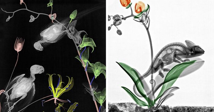 75 X-Ray Images Of Nature Taken By Former Medical Physicist Arie Van ‘T Riet