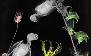 Inner Beauty: Former Medical Physicist Takes X-Ray Images Of Flowers, Animals And More (75 Pics)